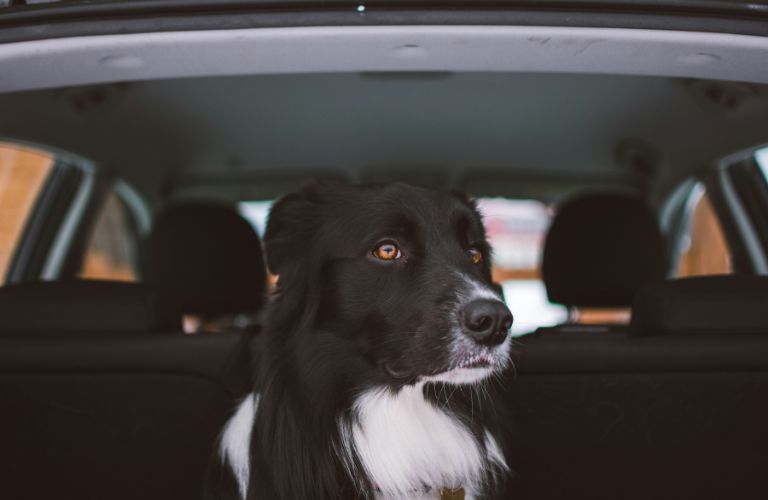 dog in car