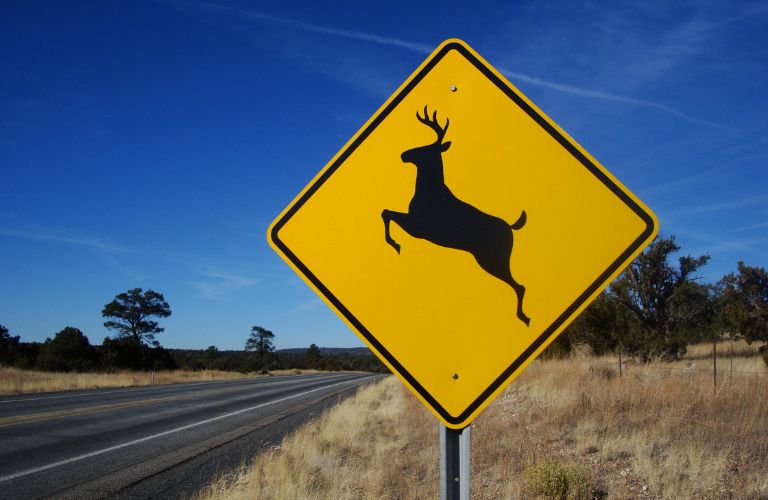 Deer Crossing