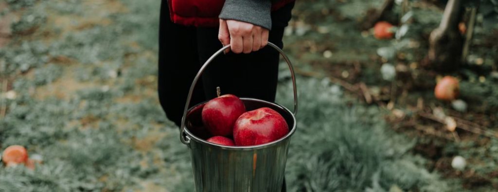 Apple Orchard