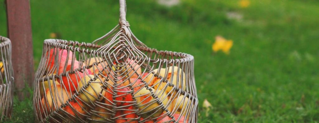 Apples in a basket