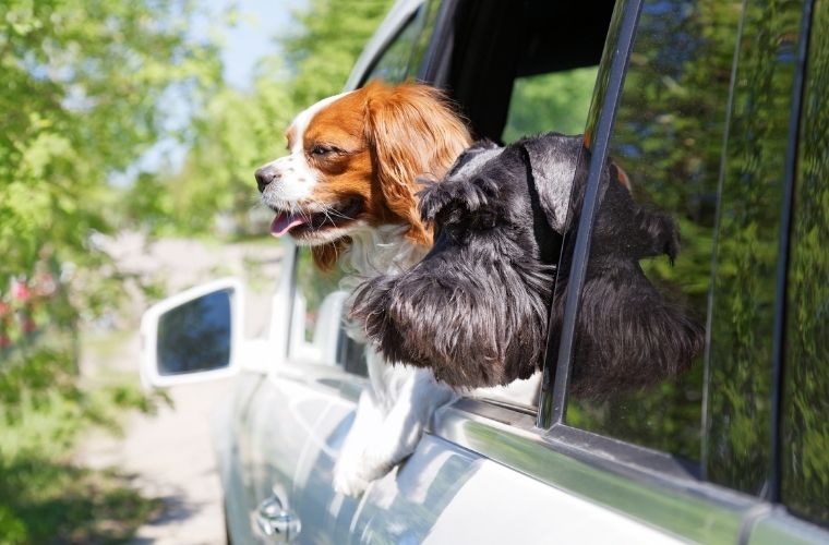 Two dogs inside a car