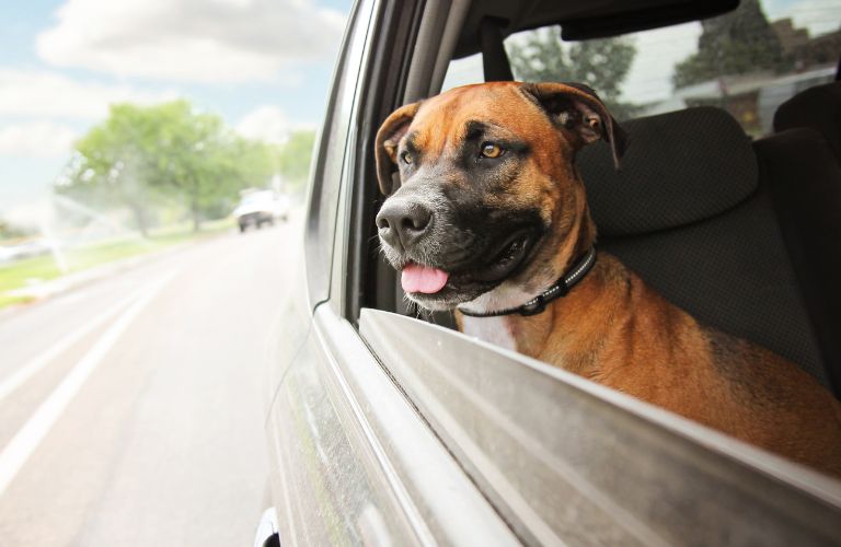 a dog looking out a car window