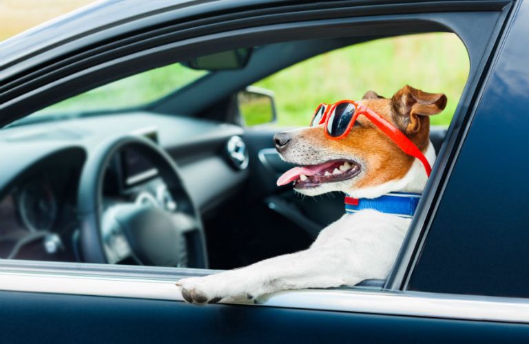 a dog wearing shades in driver's seat